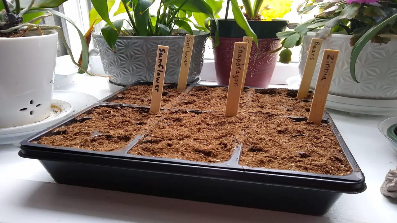 How To Start Your Gardening With Dollar General Seeds