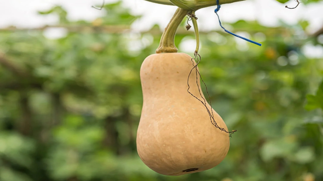 Ideal Storage Conditions For Butternut Squash