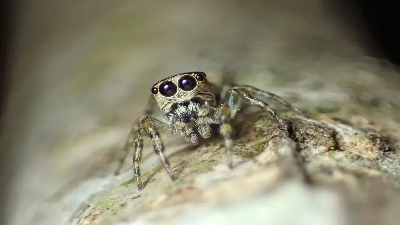 Identification And Characteristics Of Mexican- Jumping Spiders