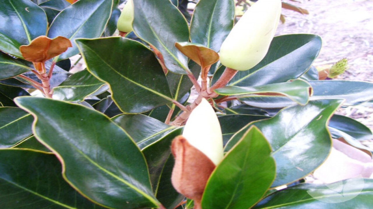 Identifying Signs Of Stress Or Disease In Magnolia Little Gem Trees