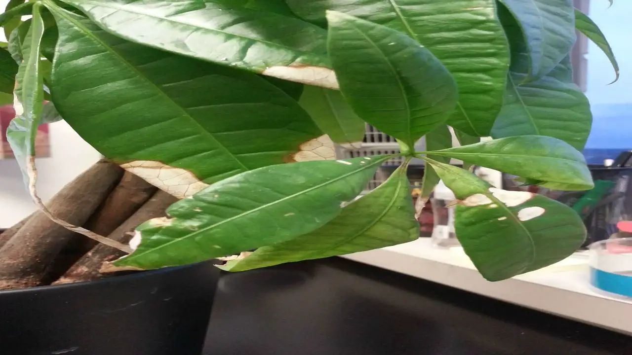 Identifying The Causes Of White Spots On Money Tree Leaves