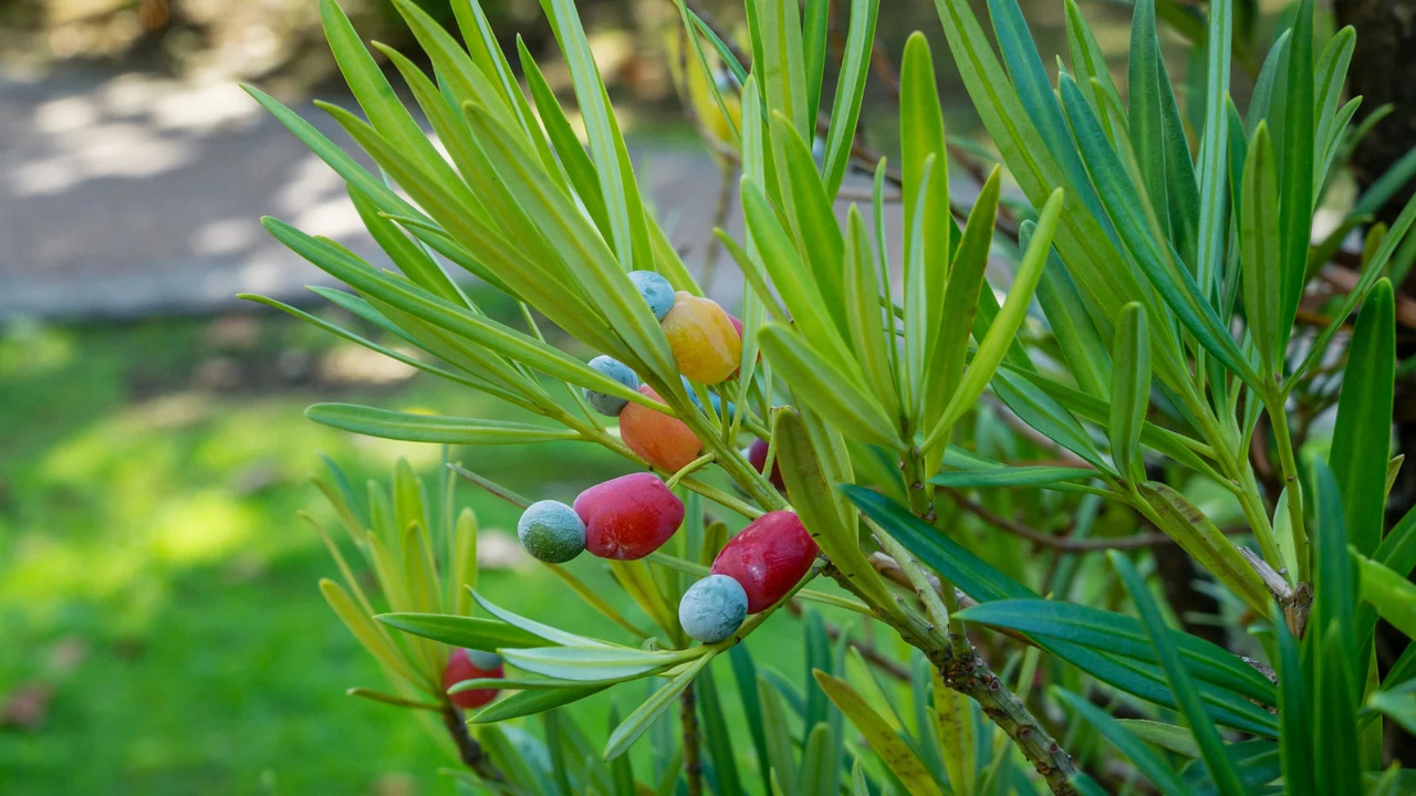 Importance Of Light For Podocarpus Growth