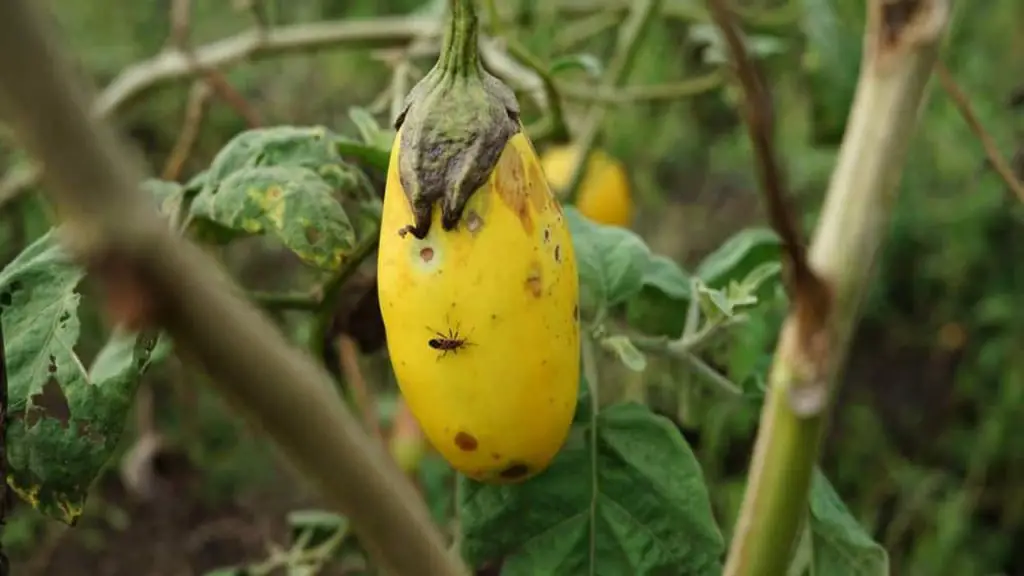 Eggplant Turning Yellow A Guide To Prevention And Treatment 