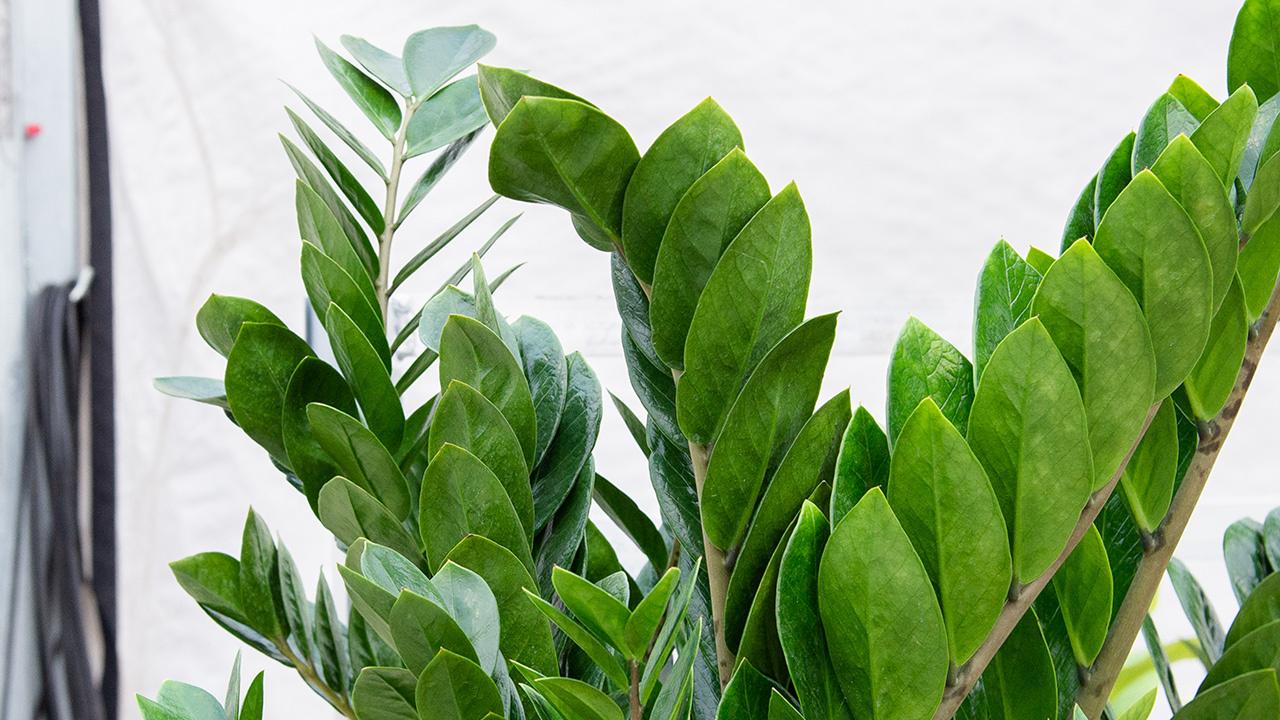 Pests And Diseases That Can Cause Zz Plant Leaves To Curl