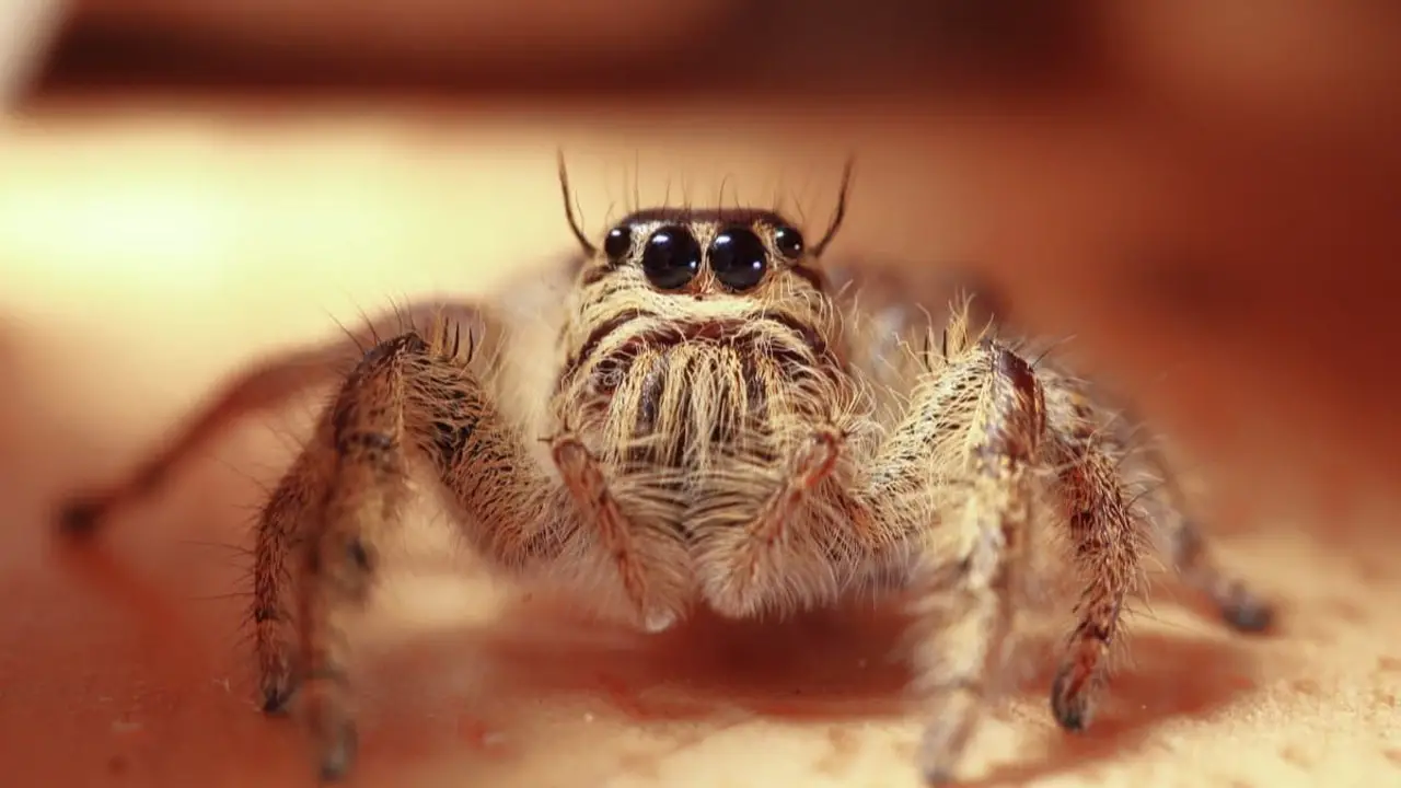 Prevention Strategies To Avoid Encounters With Mexican- Jumping Spiders