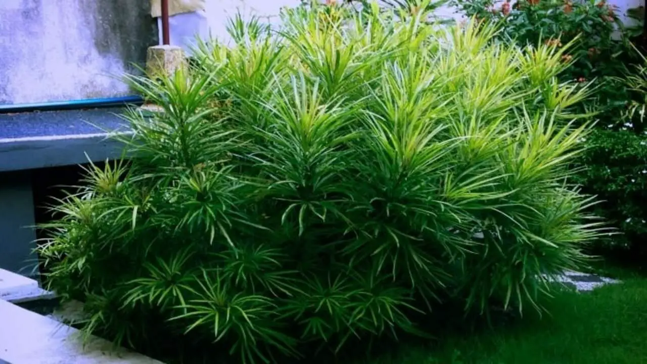 Provide Proper Sunlight And Shade For Podocarpus Growth