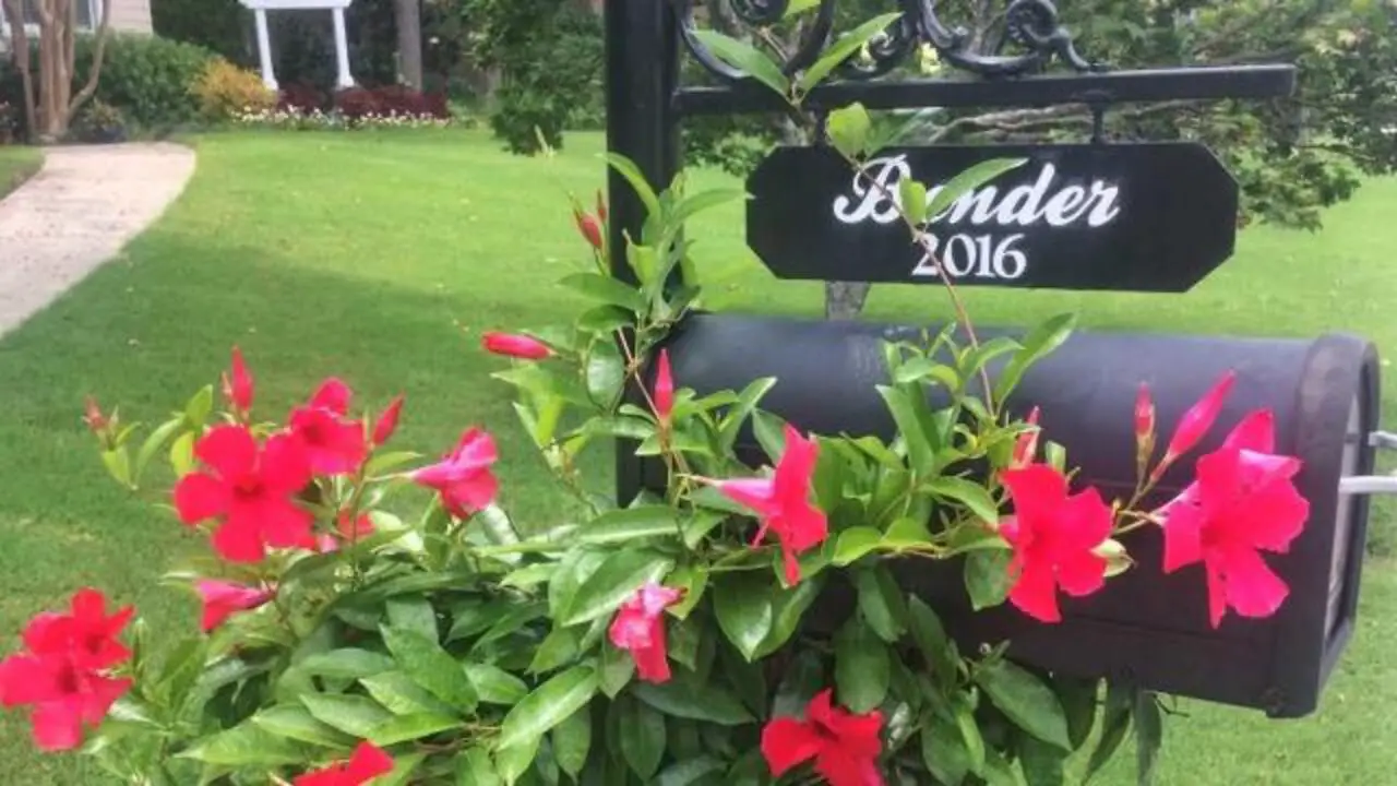 Selecting The Perfect Location For Your Clematis Mailbox