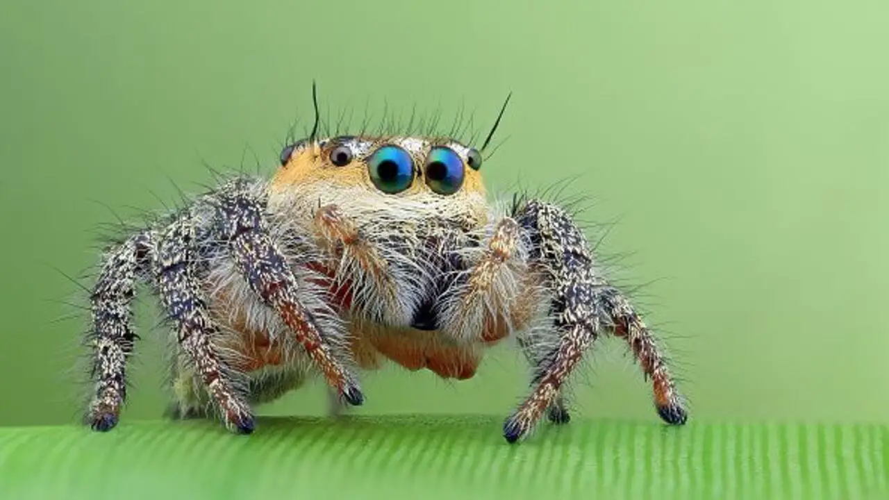 Treatment Options For A Mexican- Jumping Spider Bite