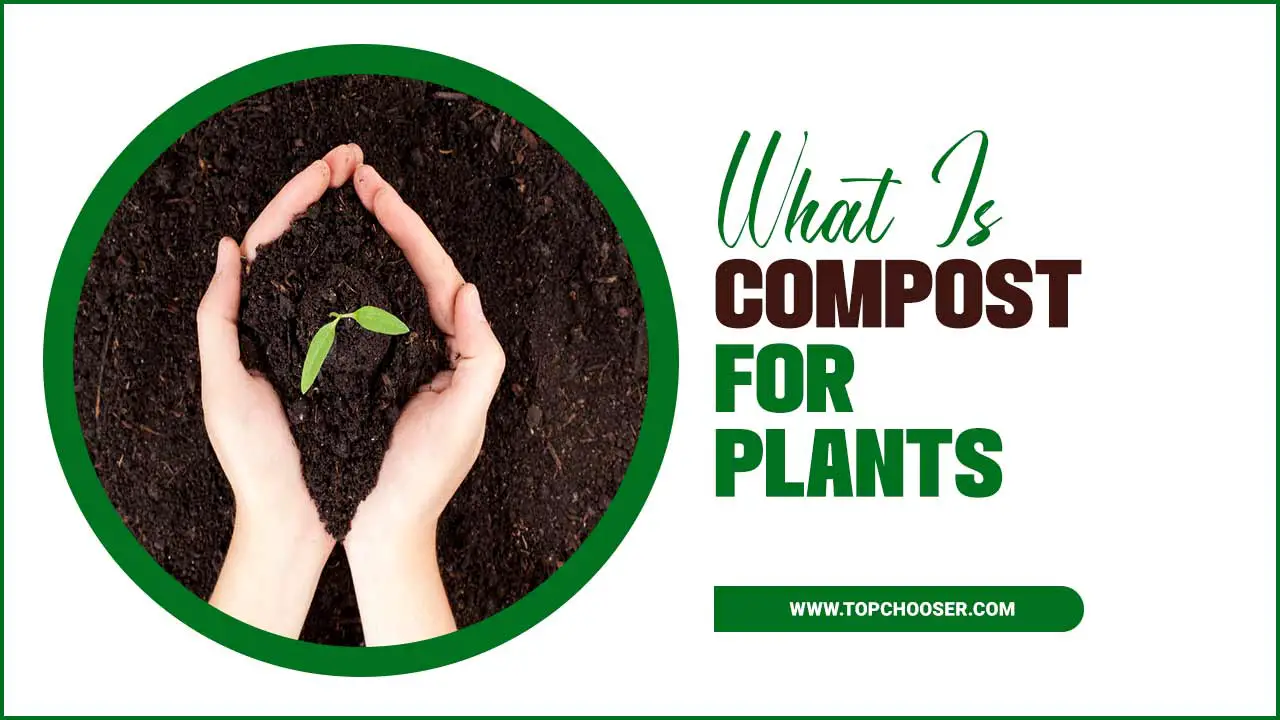 What Is Compost For Plants