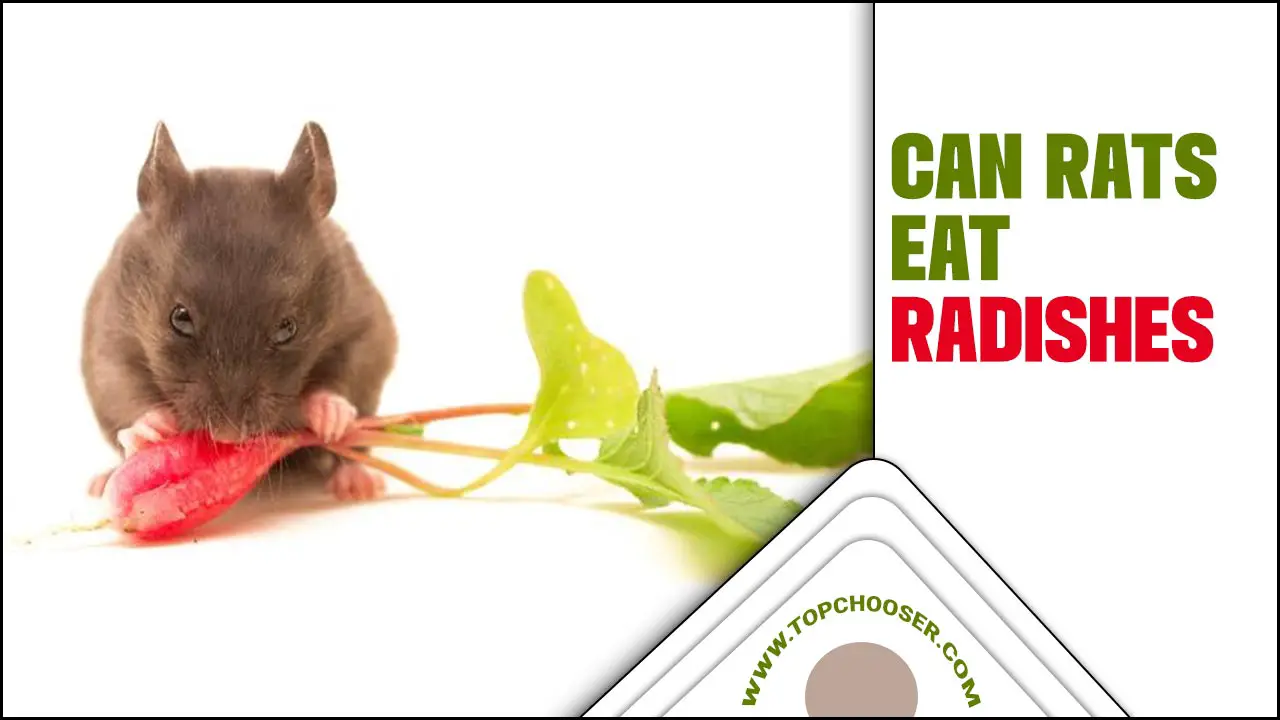 Can Rats Eat Radishes