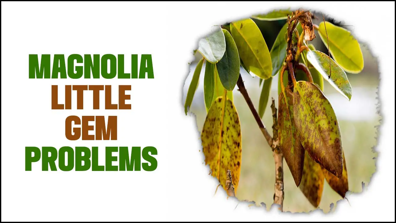 Magnolia Little Gem Problems