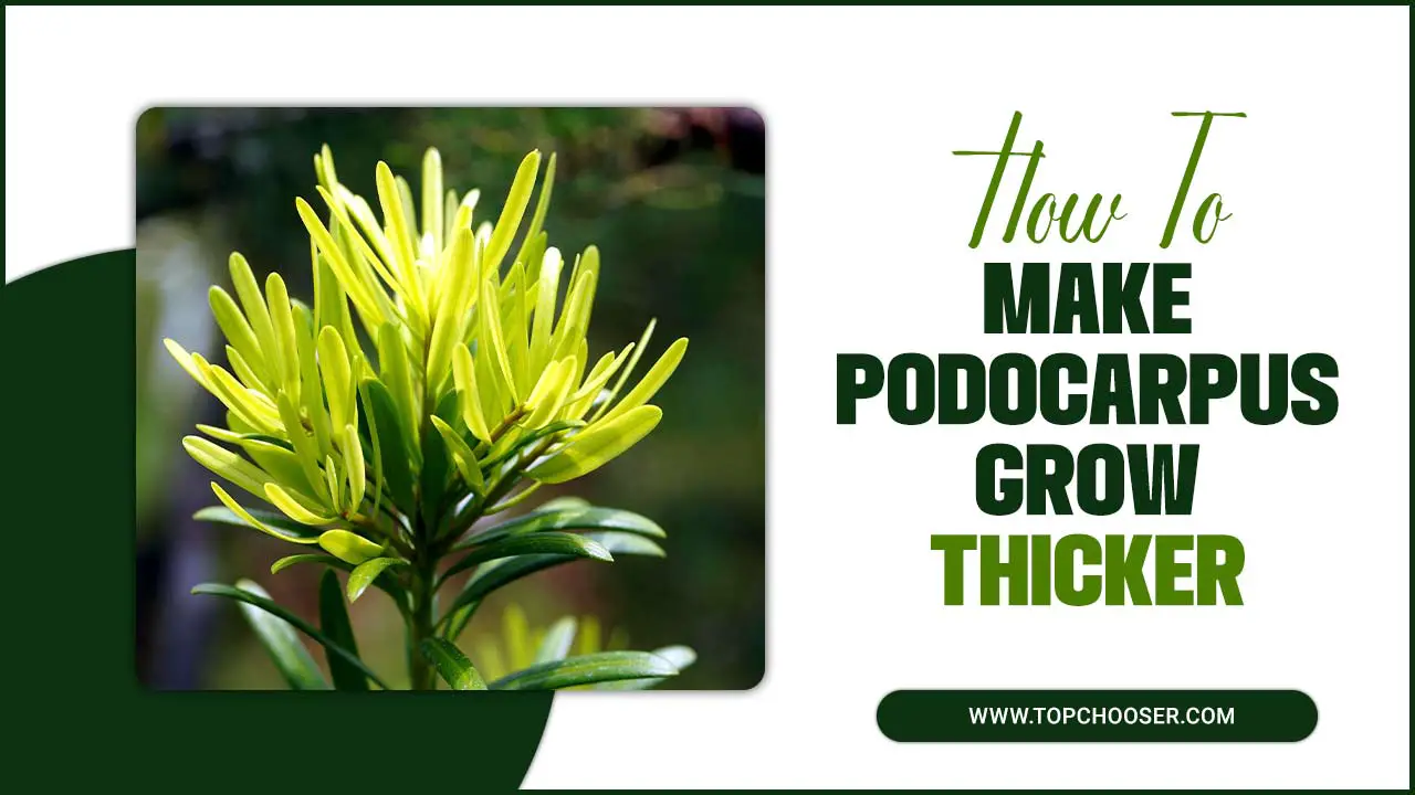 Make Podocarpus Grow Thicker