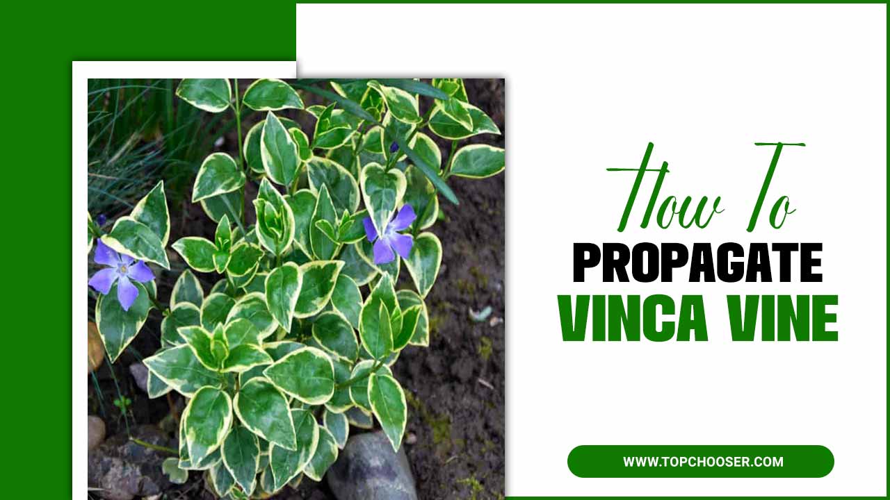  propagate vinca vine