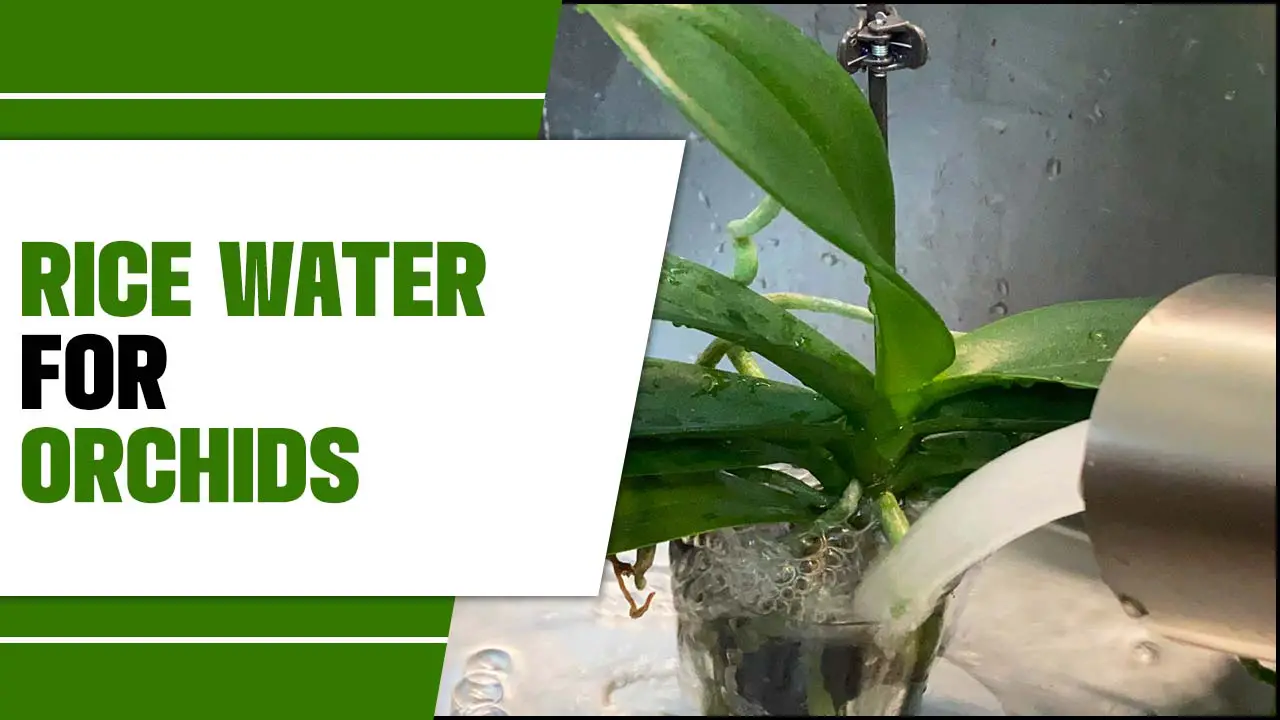 Rice Water For Orchids
