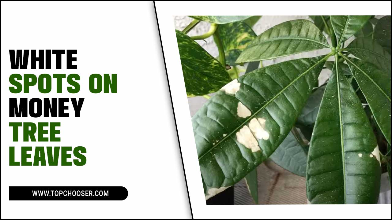 White Spots On Money Tree Leaves