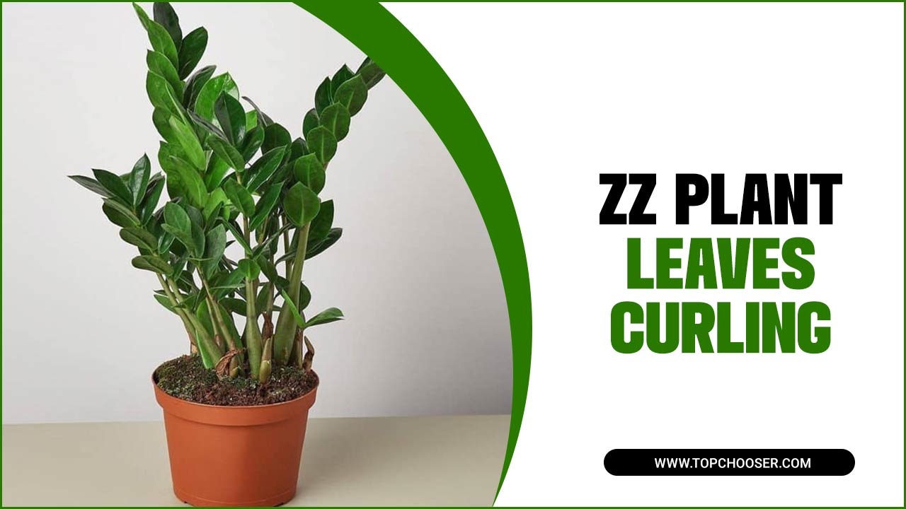 ZZ Plant Leaves Curling