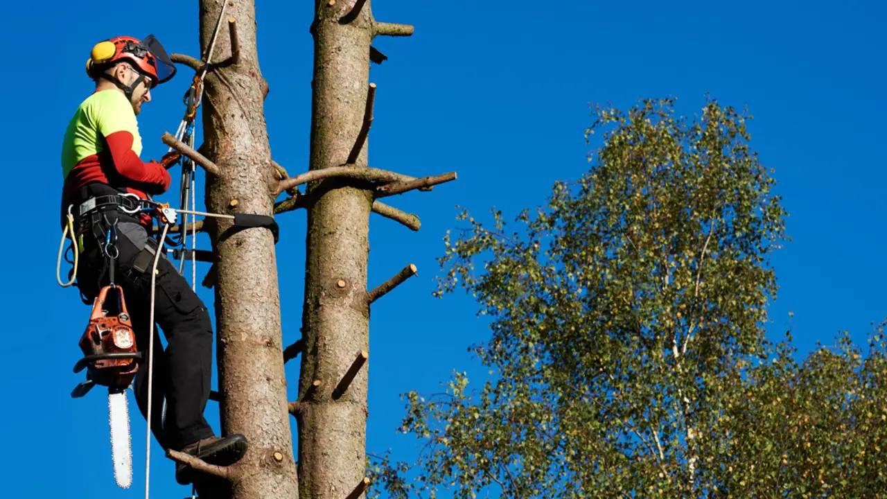 Importance Of A Harness In Tree Climbing