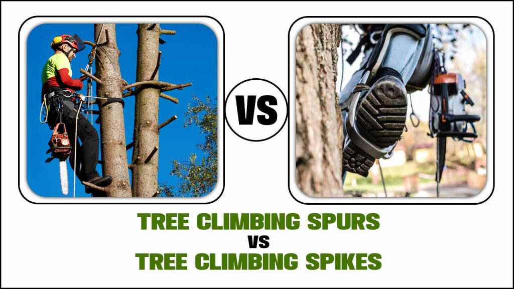 Tree Climbing Spurs Vs. Tree Climbing Spikes