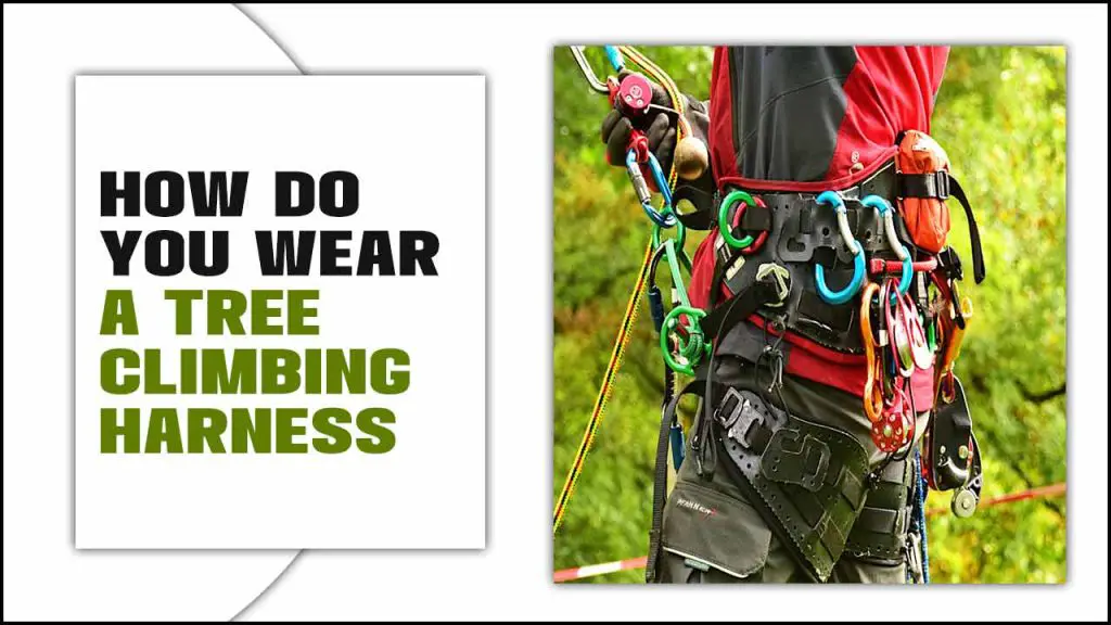 Wear A Tree Climbing Harness