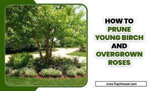 How To Prune Young Birch And Overgrown Roses
