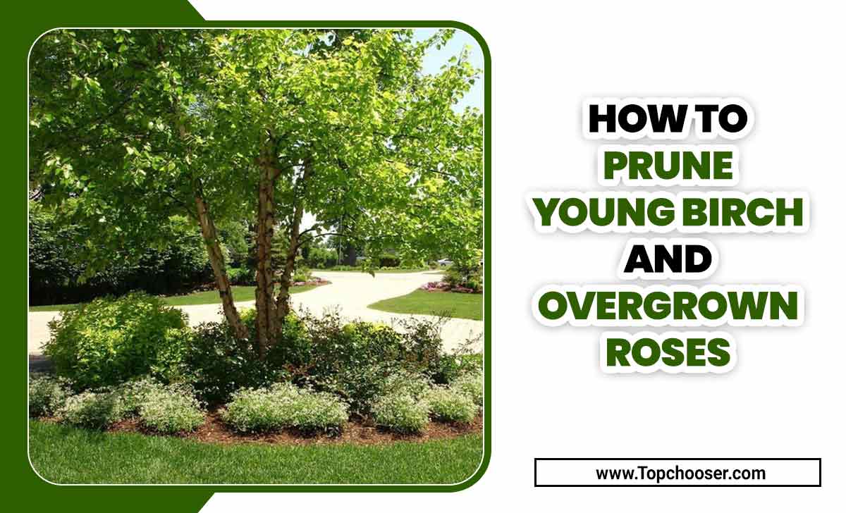 How To Prune Young Birch And Overgrown Roses