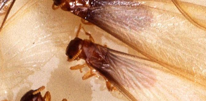 are termites attracted to light at night are termites attracted to light at night