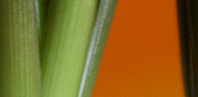 bulbs for street lights