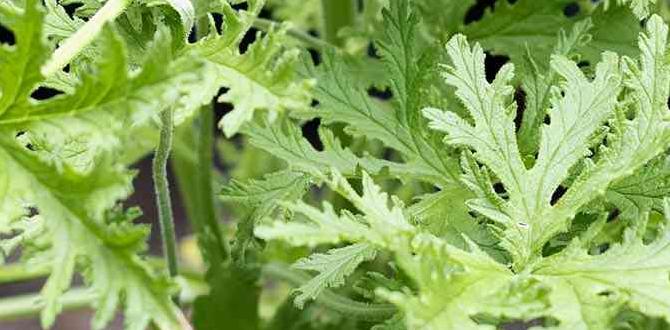 citronella for tiki torches citronella for tiki torches