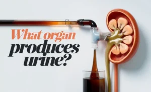 What Organ Produces Urine