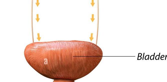 how does urine get into the bladder how does urine get into the bladder