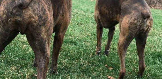 how to fix dog urine spots on grass