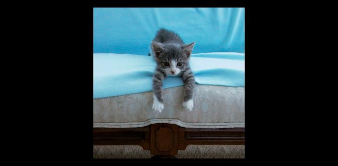 how to get cat urine out of couch how to get cat urine out of couch