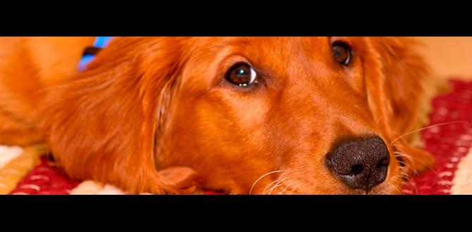 how to get dog urine smell out of rug how to get dog urine smell out of rug