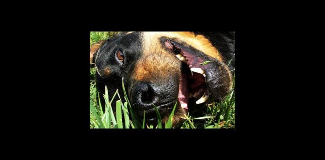 how to get rid of dog urine smell on grass how to get rid of dog urine smell on grass