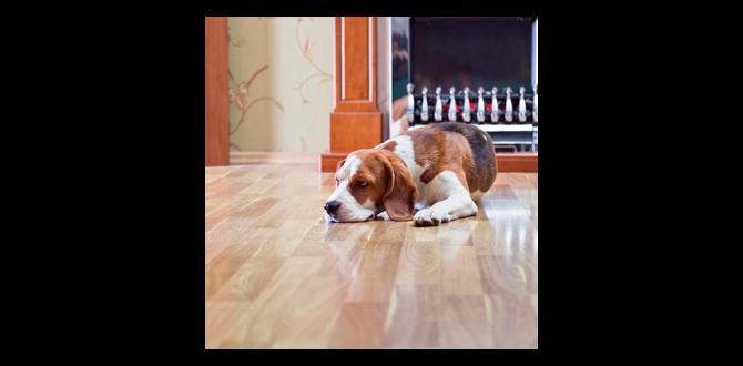 how to get urine smell out of hardwood floors how to get urine smell out of hardwood floors
