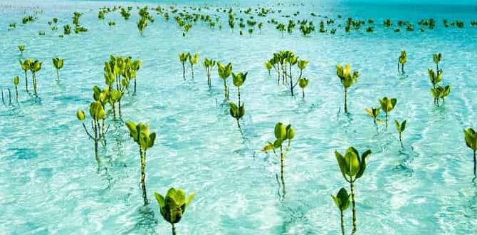 is tuvalu sinking is tuvalu sinking