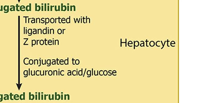 what is bilirubin in urine what is bilirubin in urine