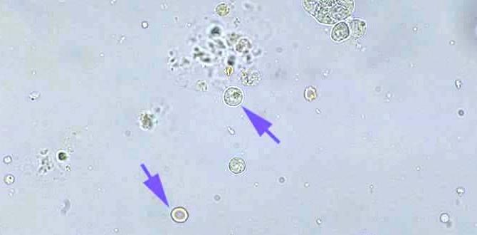what is wbc in urine what is wbc in urine