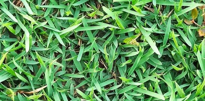 will softened water kill grass will softened water kill grass