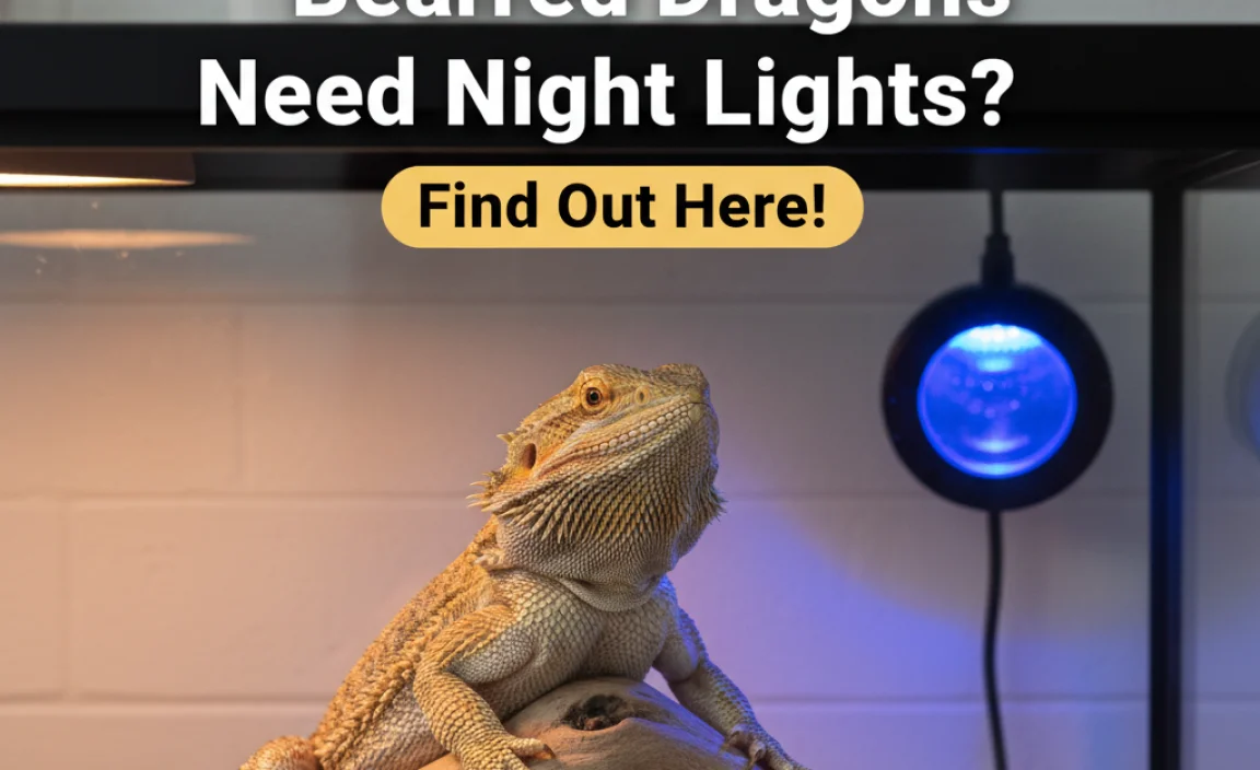 Do Bearded Dragons Need Night Lights?