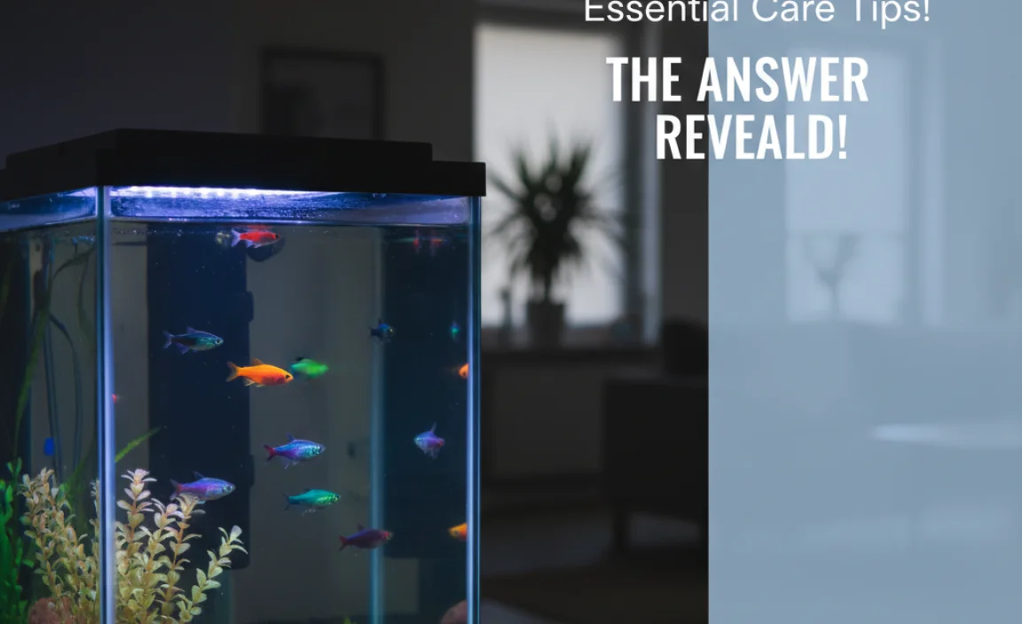 Do GloFish Require Light at Night?