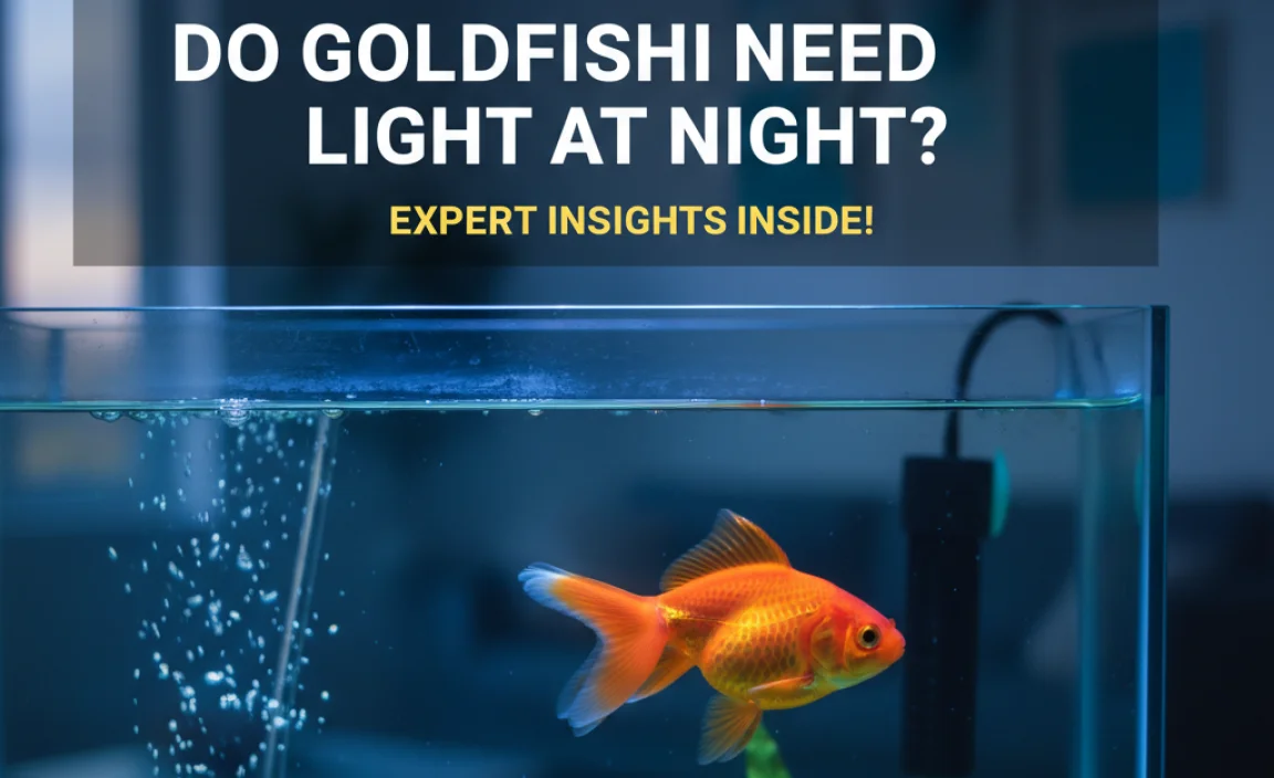 Do Goldfish Need Light at Night?