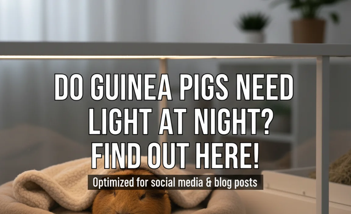 Do Guinea Pigs Need Light At Night? Find Out Here!