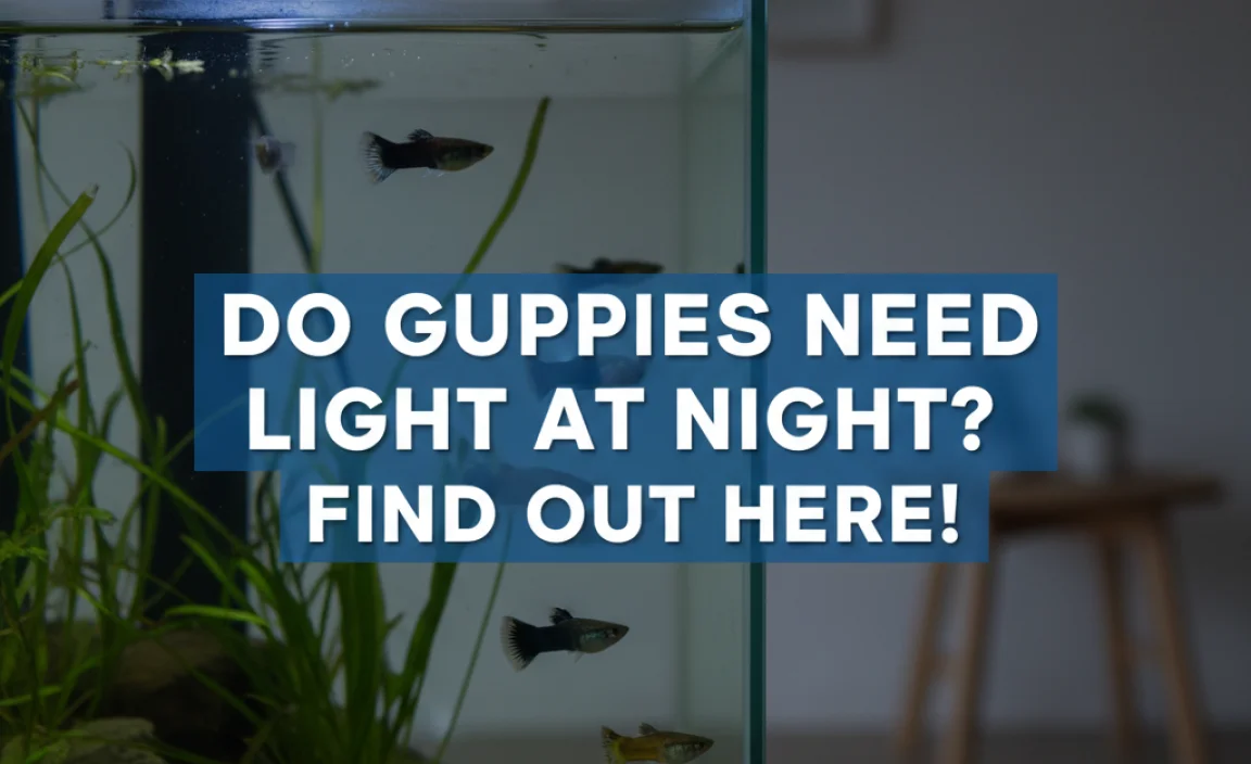 Do Guppies Need Light At Night? Find Out Here!