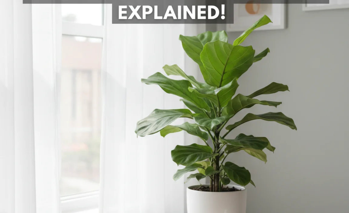 How Many Foot Candles Is Bright Indirect Light? Explained!