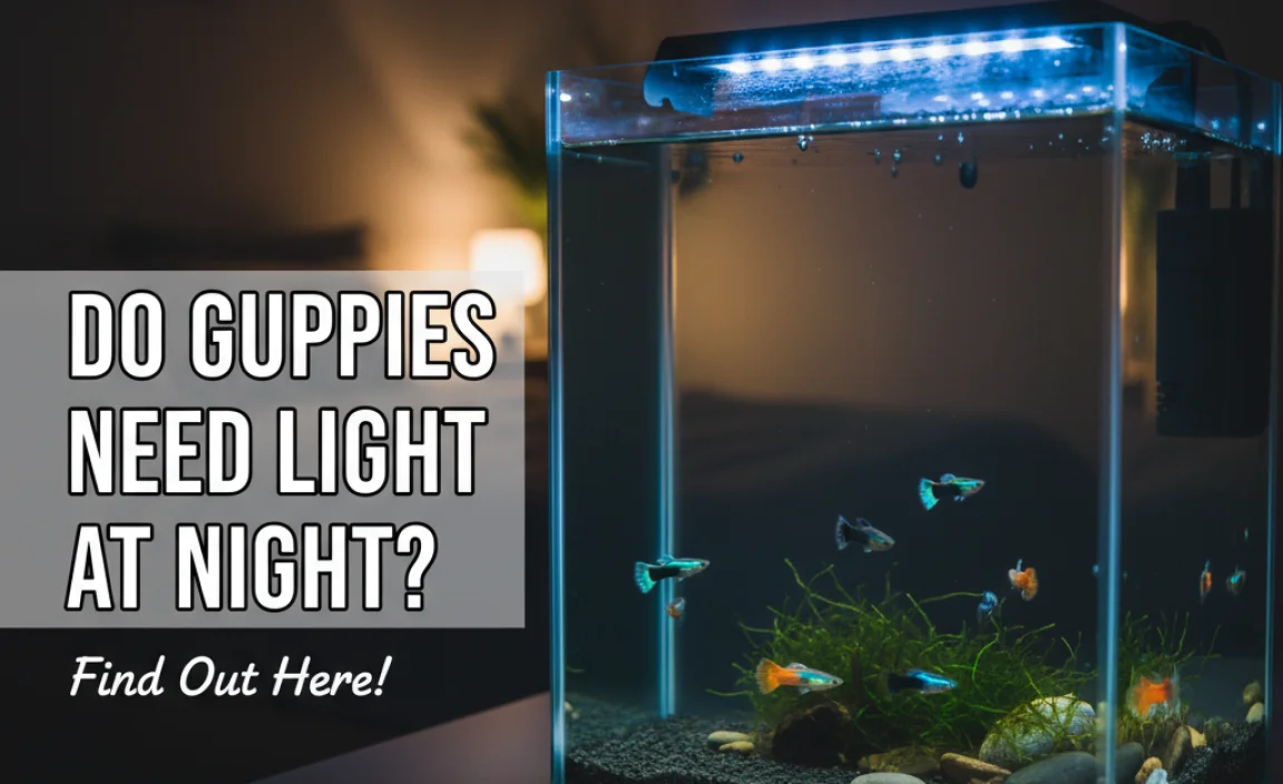 Nighttime Lighting Needs