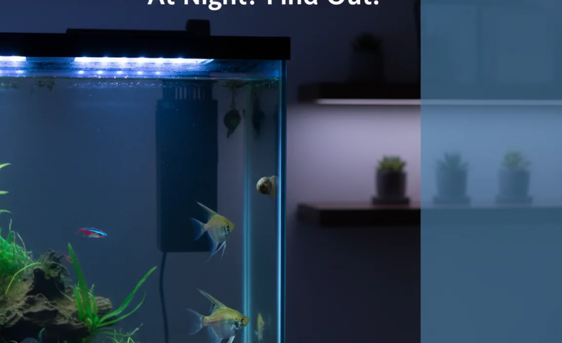 Potential Drawbacks of Nighttime Lighting