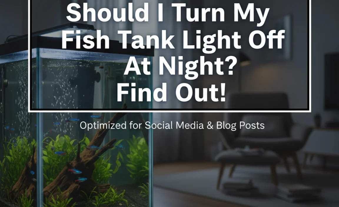 Should I Turn My Fish Tank Light Off At Night? Find Out!