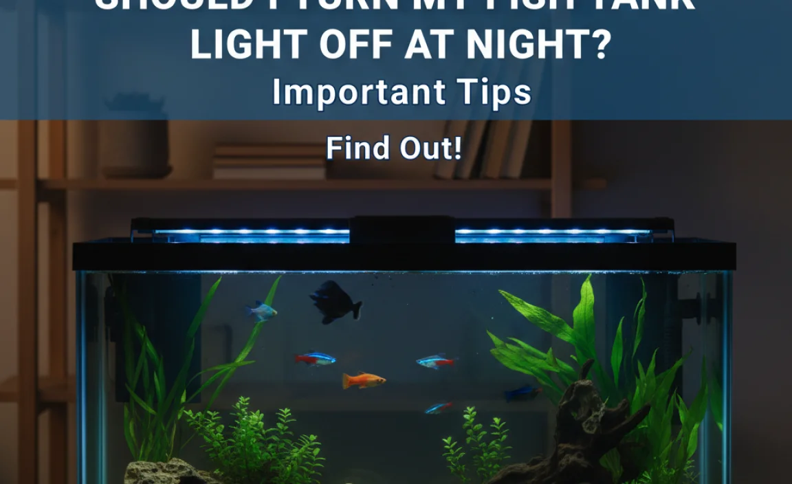 Should I Turn My Fish Tank Light Off At Night? Important Tips