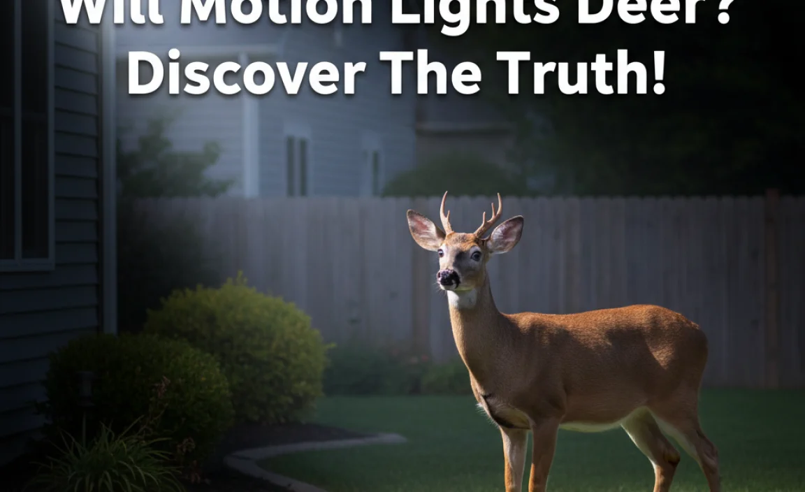 Will Motion Lights Deter Deer? Discover The Truth!